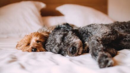 5 Crucial Points for Your Pets Well-Being