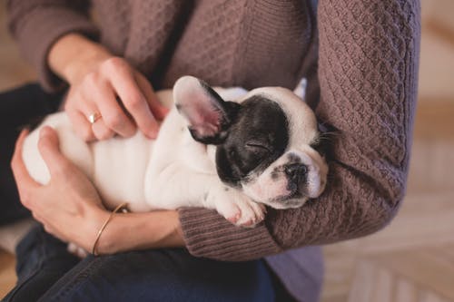 Basic Routine Care for Pets