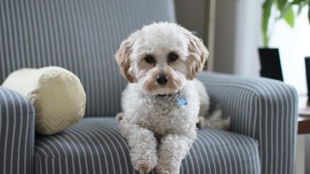 Saving Money on Pet Expenses: Tips from the Experts