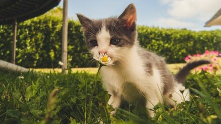 Discover the Most Common Signs of Cat Illness