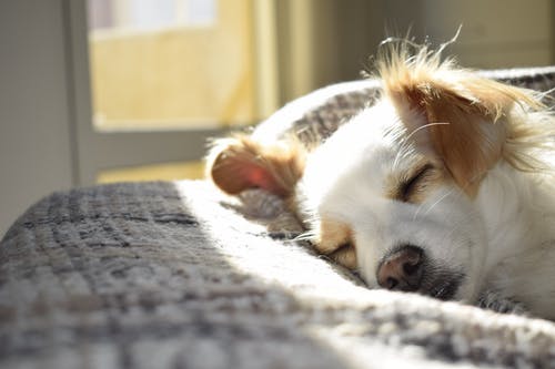 Dog Skin Cancer: What Pet Owners Should Know About