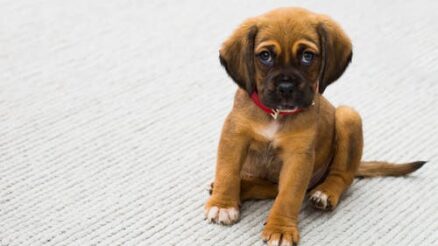 Why Do Some Pets Need a C-Section? Understanding the Reasons Behind This Surgical Procedure